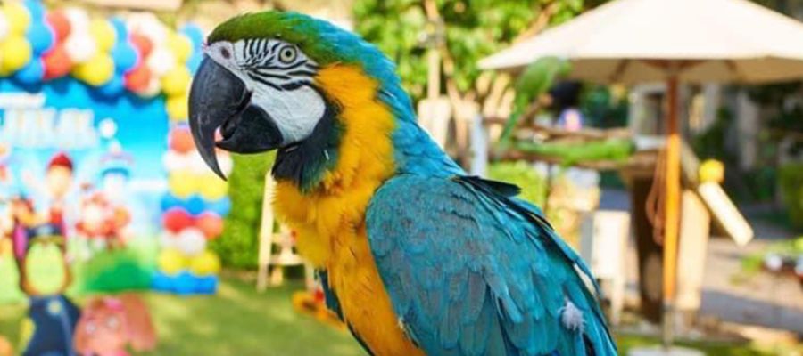 parrot show kids party entertainer